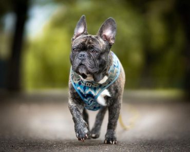a portrait of French Bulldog strutting proudly on pavement